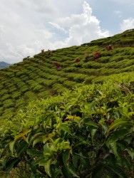 सुन्दर पोखराको अर्काे आकर्षण: ल्वाङ गाउँको चियाबारी